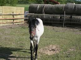 Naleczowskie MINIZOO